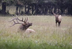 Elk