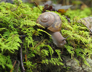 Snail photo