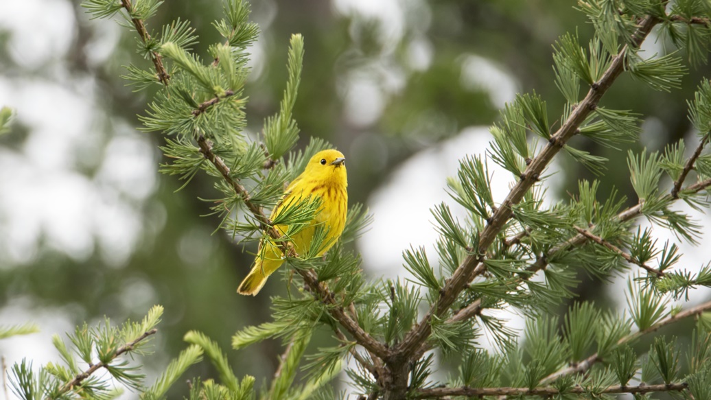 Yellow Warbler