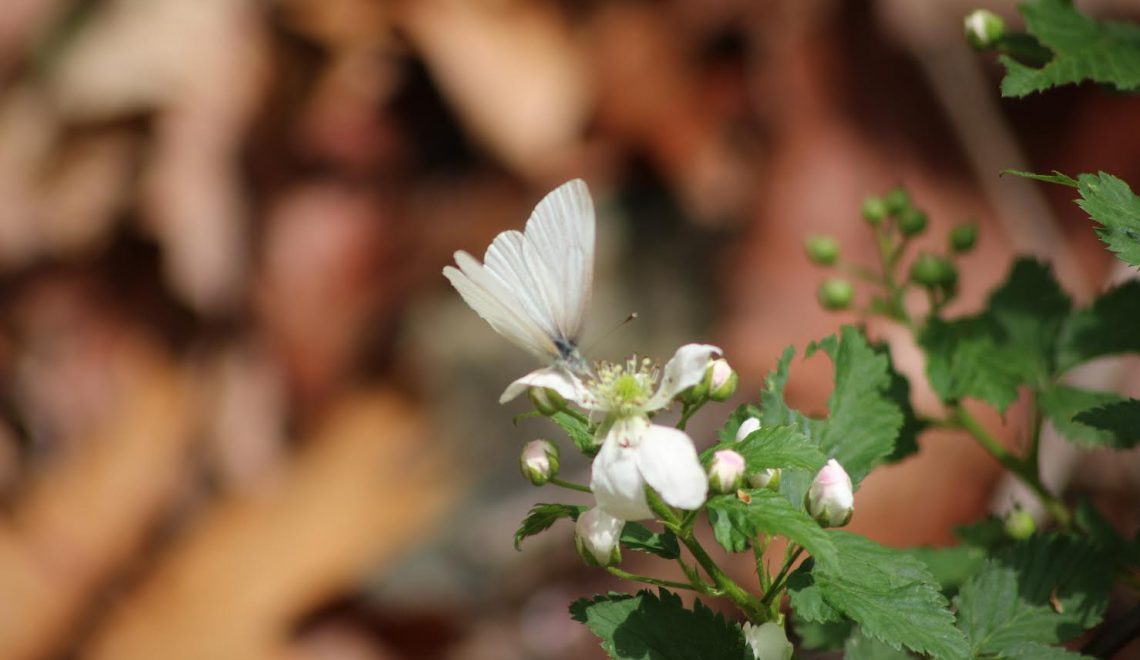 Big Creek Wildflower Walk