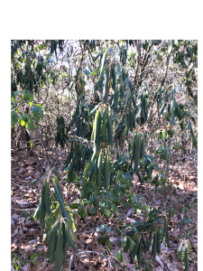 Rhododendron leaves in January