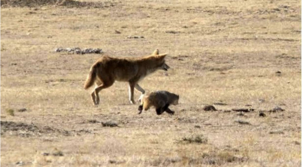 coyote and badger team up
