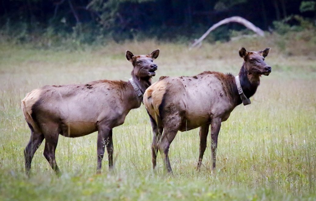 Elk in the wild